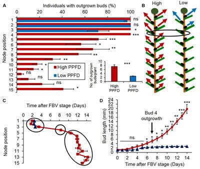 Cytokinins and Abscisic Acid Act Antagonistically in the Regulation of the Bud Outgrowth Pattern by Light Intensity